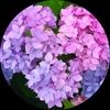 purplerida